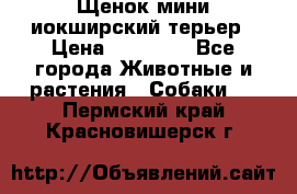 Щенок мини иокширский терьер › Цена ­ 10 000 - Все города Животные и растения » Собаки   . Пермский край,Красновишерск г.